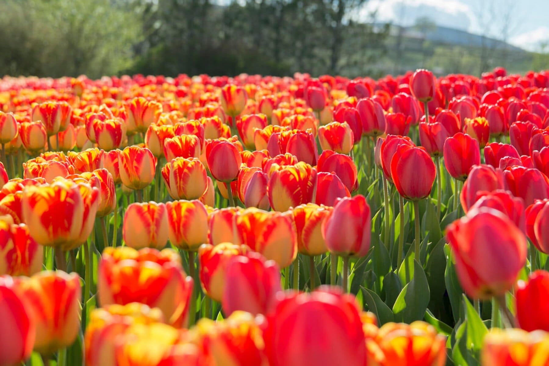 Tulip Festival at Thanksgiving Point 2020 in Utah red tulip patch - photo by rove.me