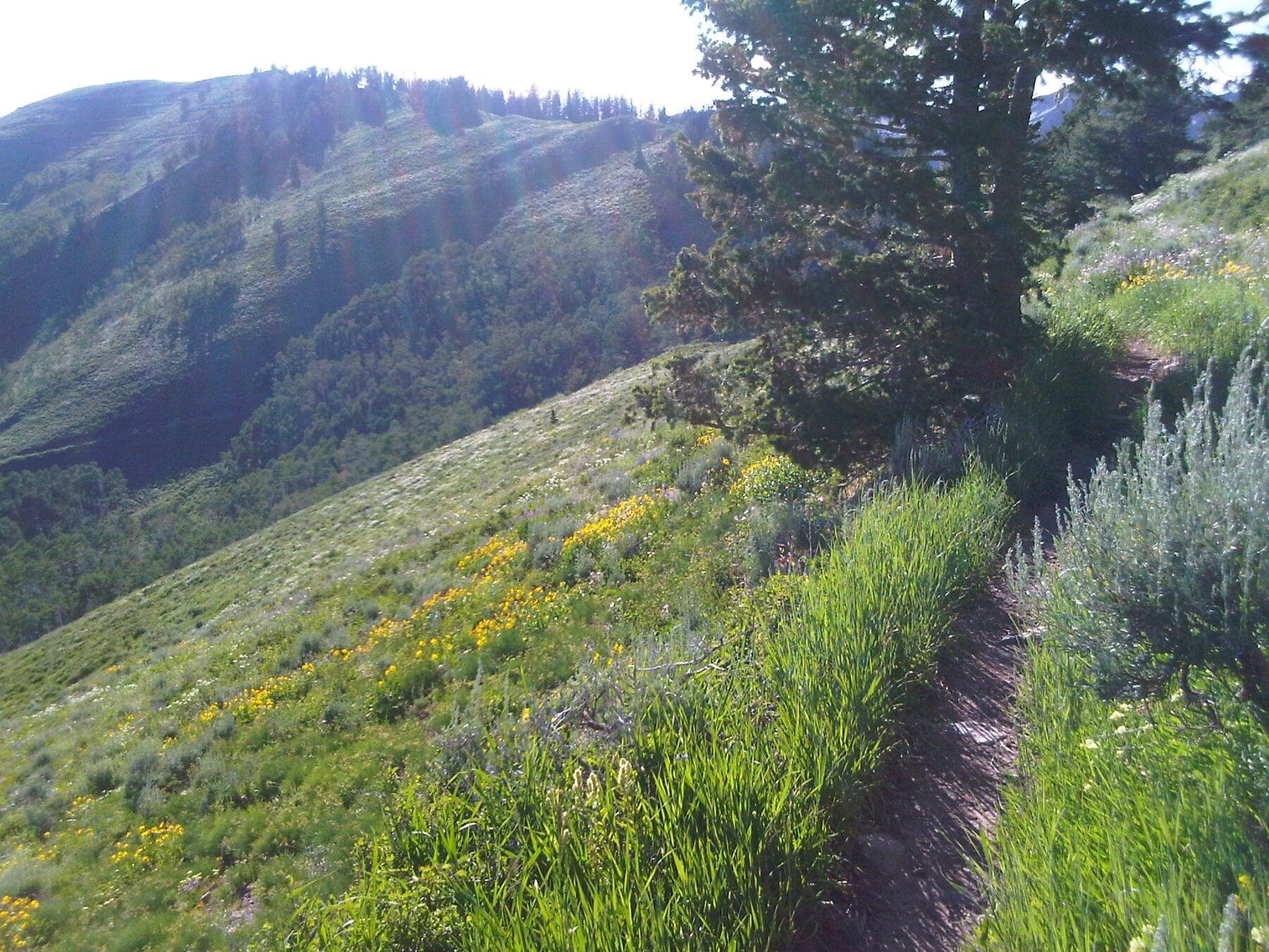 ant knoll trail leading up grassy hill in american fork canyon - photo from Pinterest