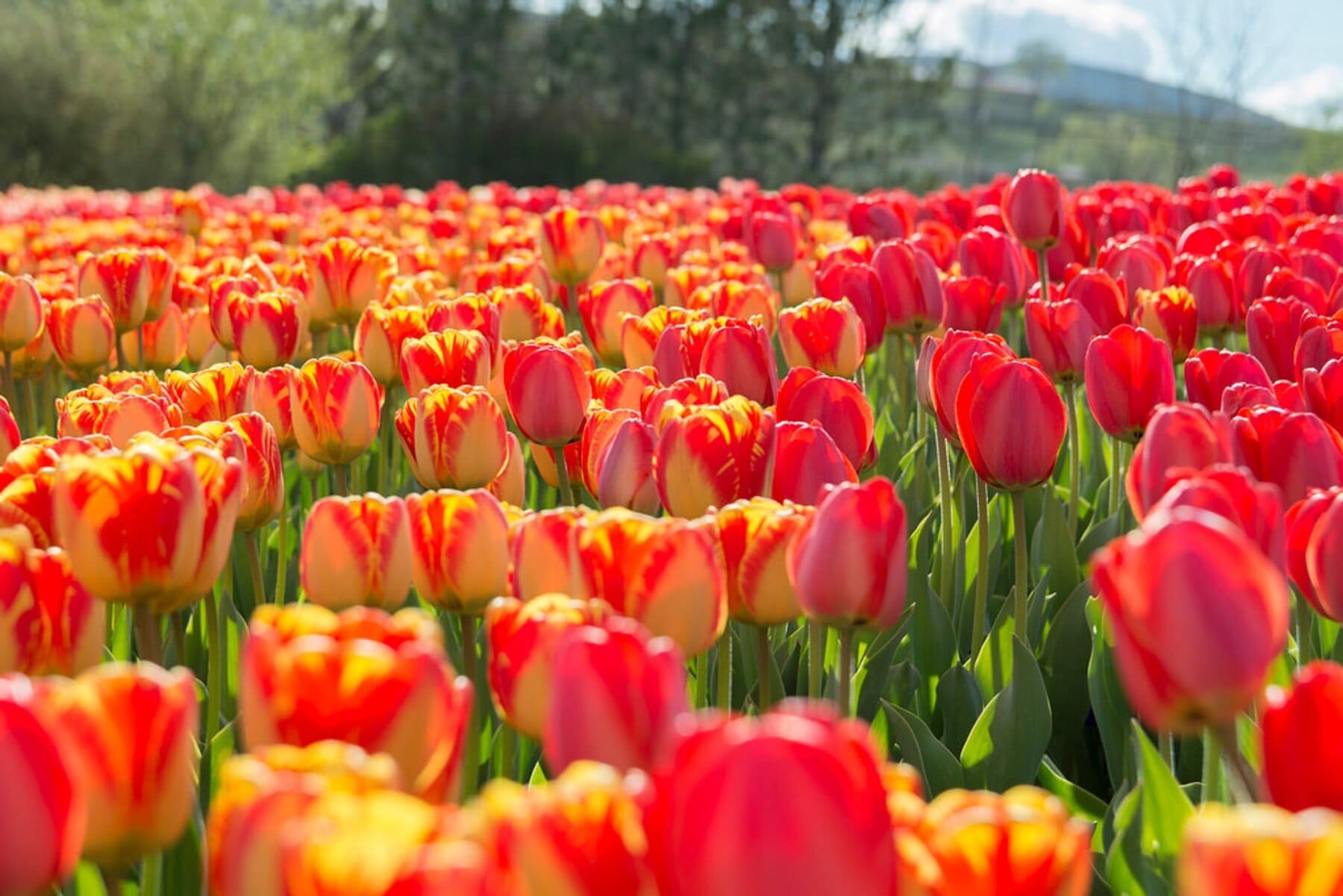 4 Spring Activities in Utah County